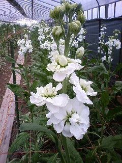ストック 花言葉永遠の美 育てる植物と自然の植物
