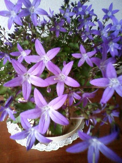 カンパニュラ アルペンブルー 輝く星型花 育てる植物と自然の植物