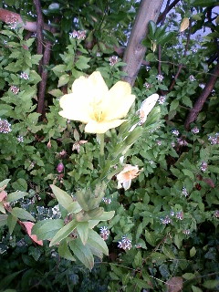 マツヨイグサ 待宵草 ツキミソウ 月見草 黄色の鮮やかな花 花言葉ーほのかな恋 育てる植物と自然の植物
